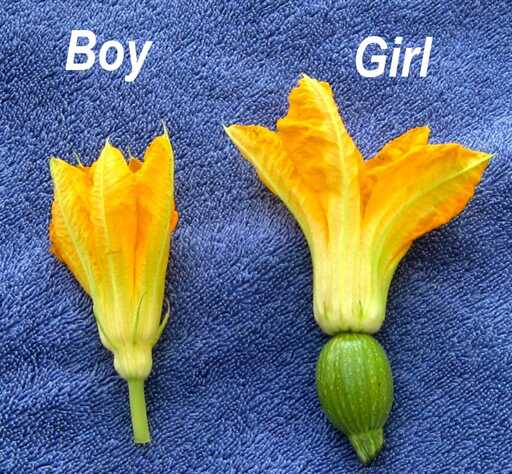 Image of male and female flowers, as an analogy of female and male periods