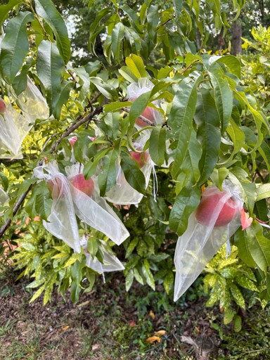 Peach tree