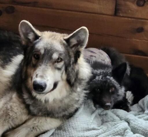 They are on a bed that is indoors.