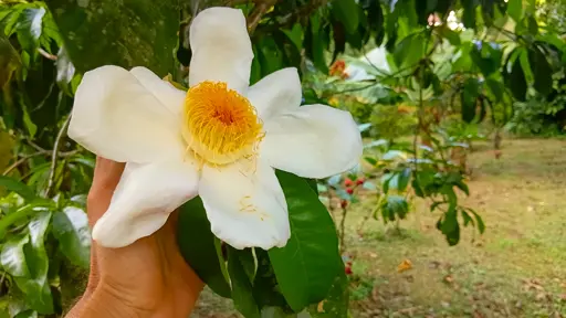 A large flower with six petals and many dark yellow stamens. Someone's left hand is holding the branch behind the flower and provides some scale; the flower is about the size of an adult's hand spread wide.