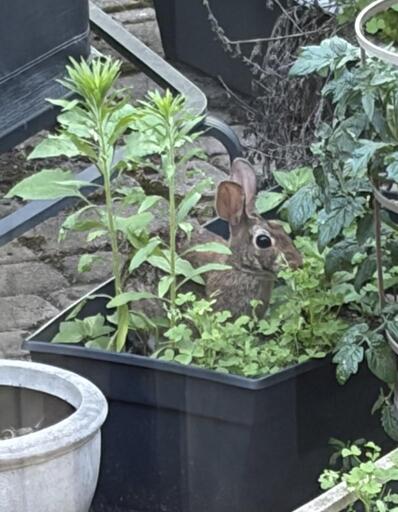 Wild rabbit in a flower pot