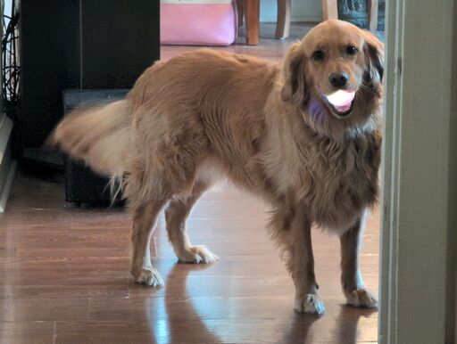 A happy golden retriever charges an energy beam in her mouth.