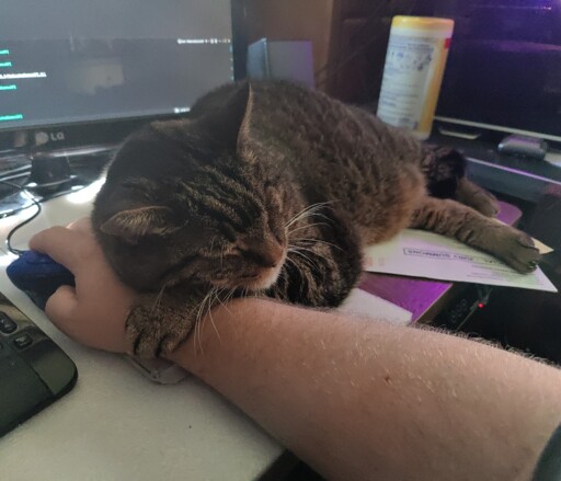 My cat sleeping on my wrist as I'm using my PC.