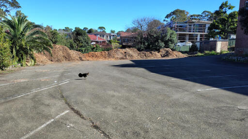 Brush Turkey in front of huge mounds