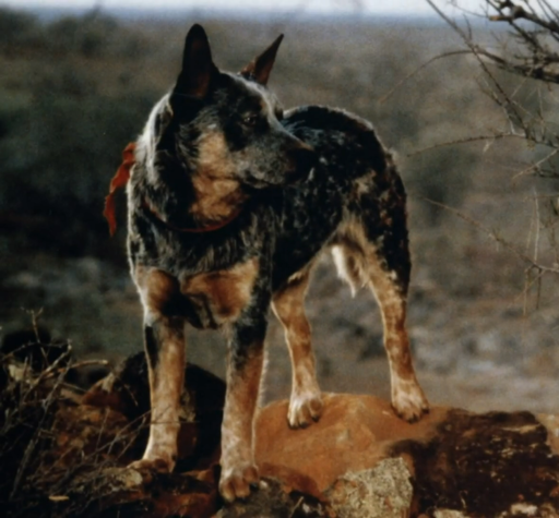 Australian Cattle Dog